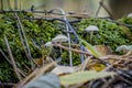 ÃÂ¡loseup of forest autumn group white transparent mushroom in macro Royalty Free Stock Photo